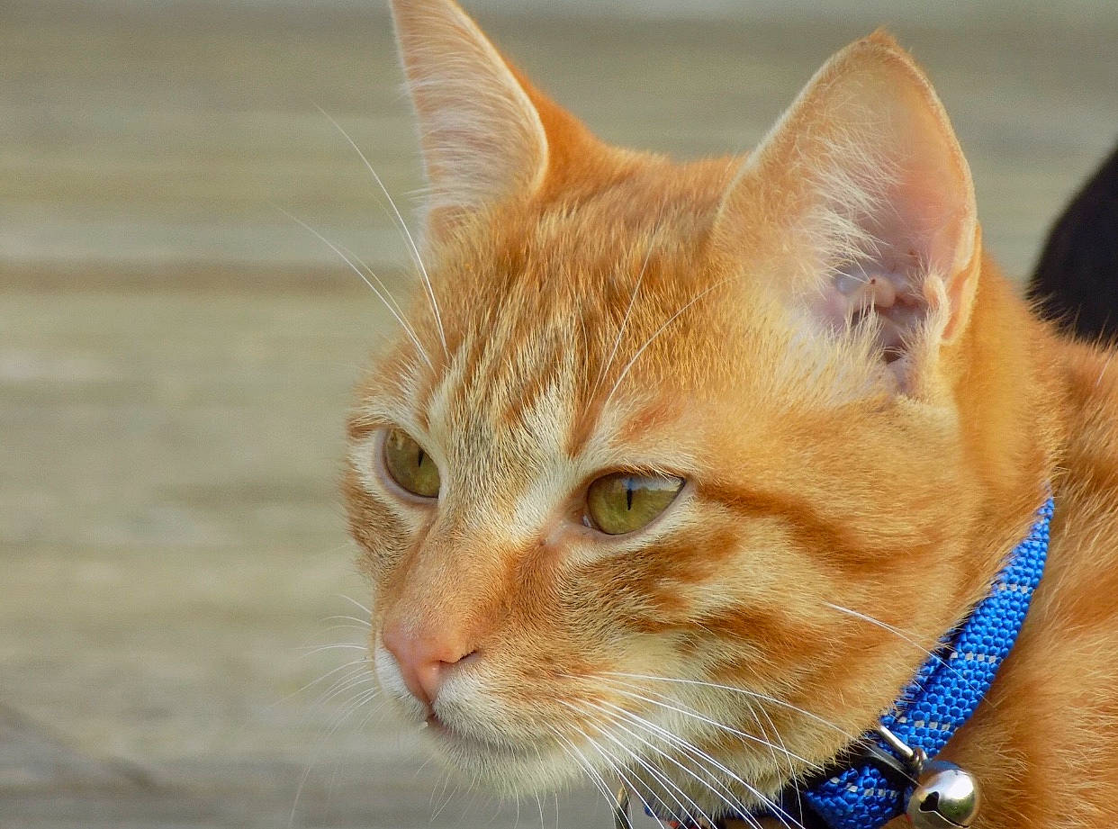 Pikachu a rejoint le concours — aidez-le/la à gagner de superbes lots ! aegean_cat, arabian_mau, asian, australian_mist, carnivore, cat, close_up, domestic_short_haired_cat, european_shorthair, fawn, felidae, fur, german_rex, kitten, mammal, small_to_medium_sized_cats, snout, tabby_cat, vertebrate, whiskers