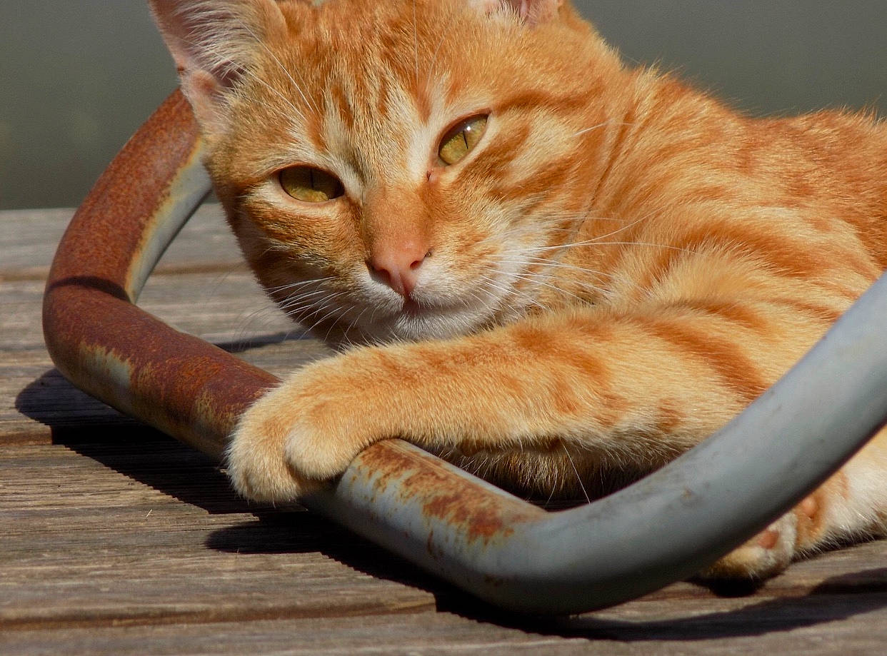 Pikachu a rejoint le concours — aidez-le/la à gagner de superbes lots ! aegean_cat, arabian_mau, asian, australian_mist, carnivore, cat, claw, domestic_short_haired_cat, dragon_li, european_shorthair, felidae, mammal, ocicat, paw, small_to_medium_sized_cats, snout, tabby_cat, vertebrate, whiskers, wildlife