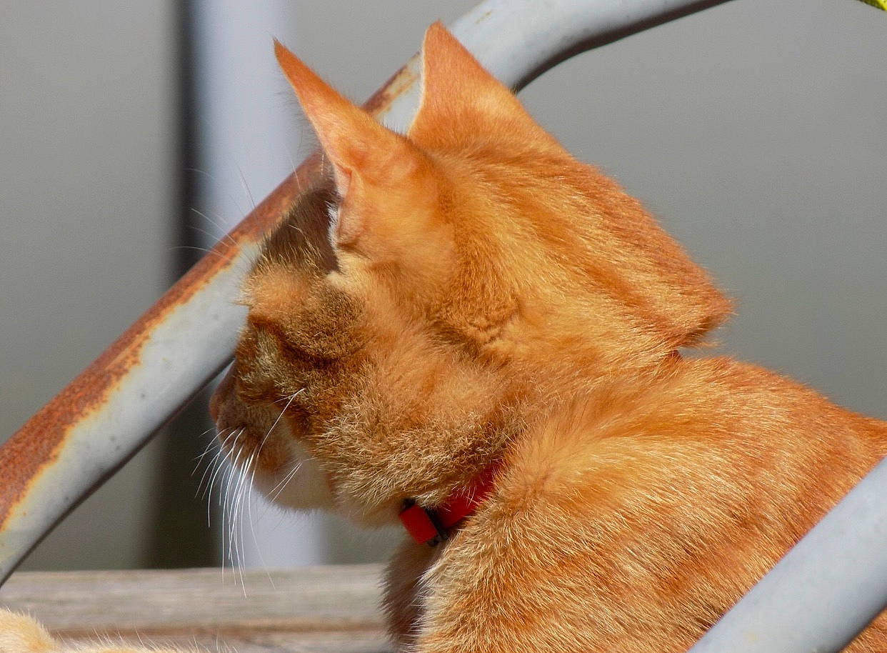 Pikachu a rejoint le concours — aidez-le/la à gagner de superbes lots ! carnivore, cat, ear, fawn, felidae, fur, small_to_medium_sized_cats, tail, whiskers