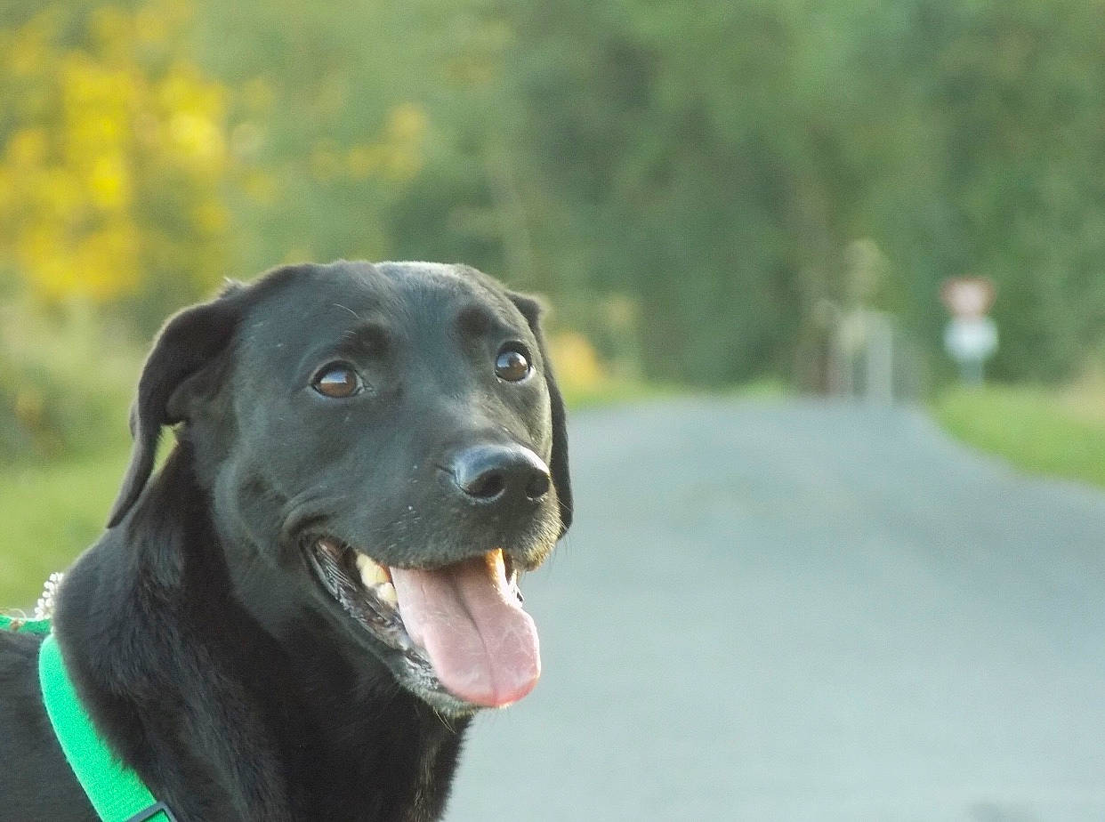 Kiara participe au concours pour gagner de l'argent avec cette photo : beagador, blue_lacy, borador, canidae, carnivore, companion_dog, dog, dog_breed, flat_coated_retriever, hunting_dog, labrador_retriever, mammal, patterdale_terrier, pointing_breed, rare_breed_dog, retriever, snout, sporting_group, vertebrate