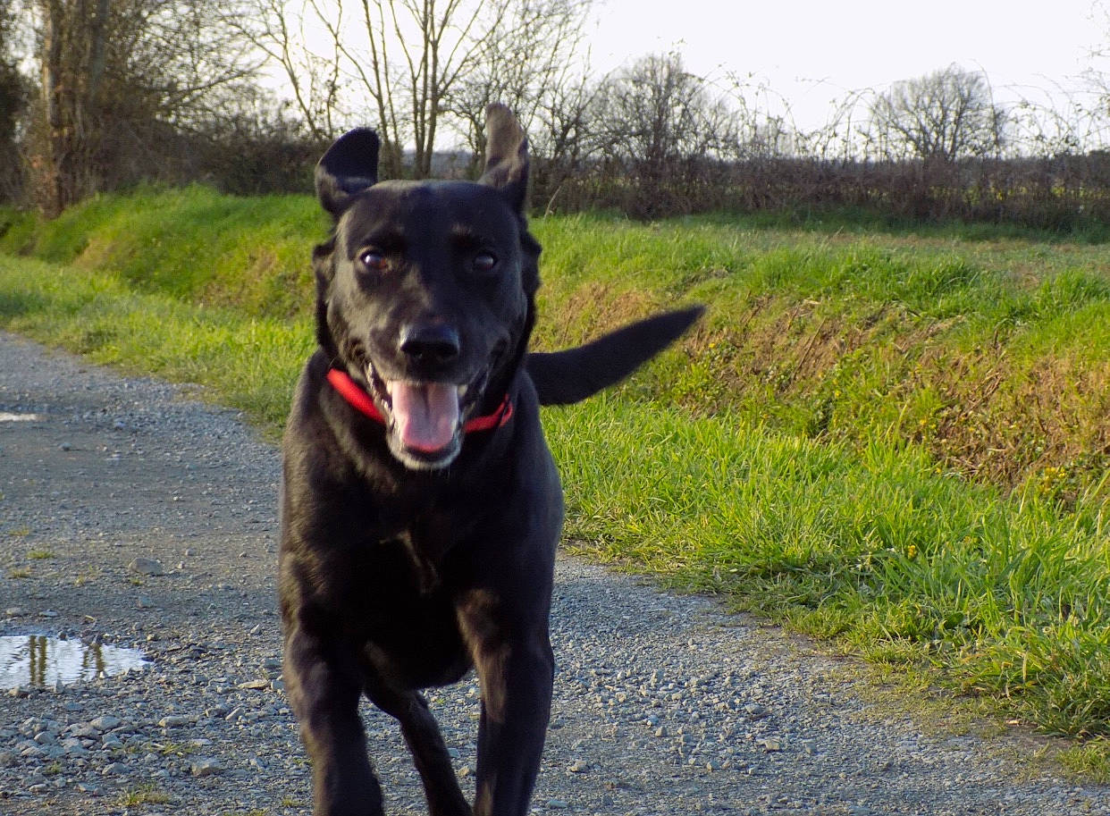 Kiara participe au concours pour gagner de l'argent avec cette photo : beauceron, borador, canidae, canis_panther, carnivore, dog, dog_breed, formosan_mountain_dog, guard_dog, hunting_dog, labrador_retriever, mammal, patterdale_terrier, rare_breed_dog, sporting_group, vertebrate