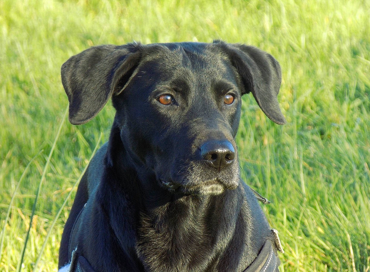 Kiara a rejoint le concours — aidez-le/la à gagner de superbes lots ! blue_lacy, borador, canidae, carnivore, dog, dog_breed, flat_coated_retriever, grass, guard_dog, hunting_dog, labrador_retriever, mammal, patterdale_terrier, plott_hound, pointing_breed, retriever, snout, sporting_group, vertebrate