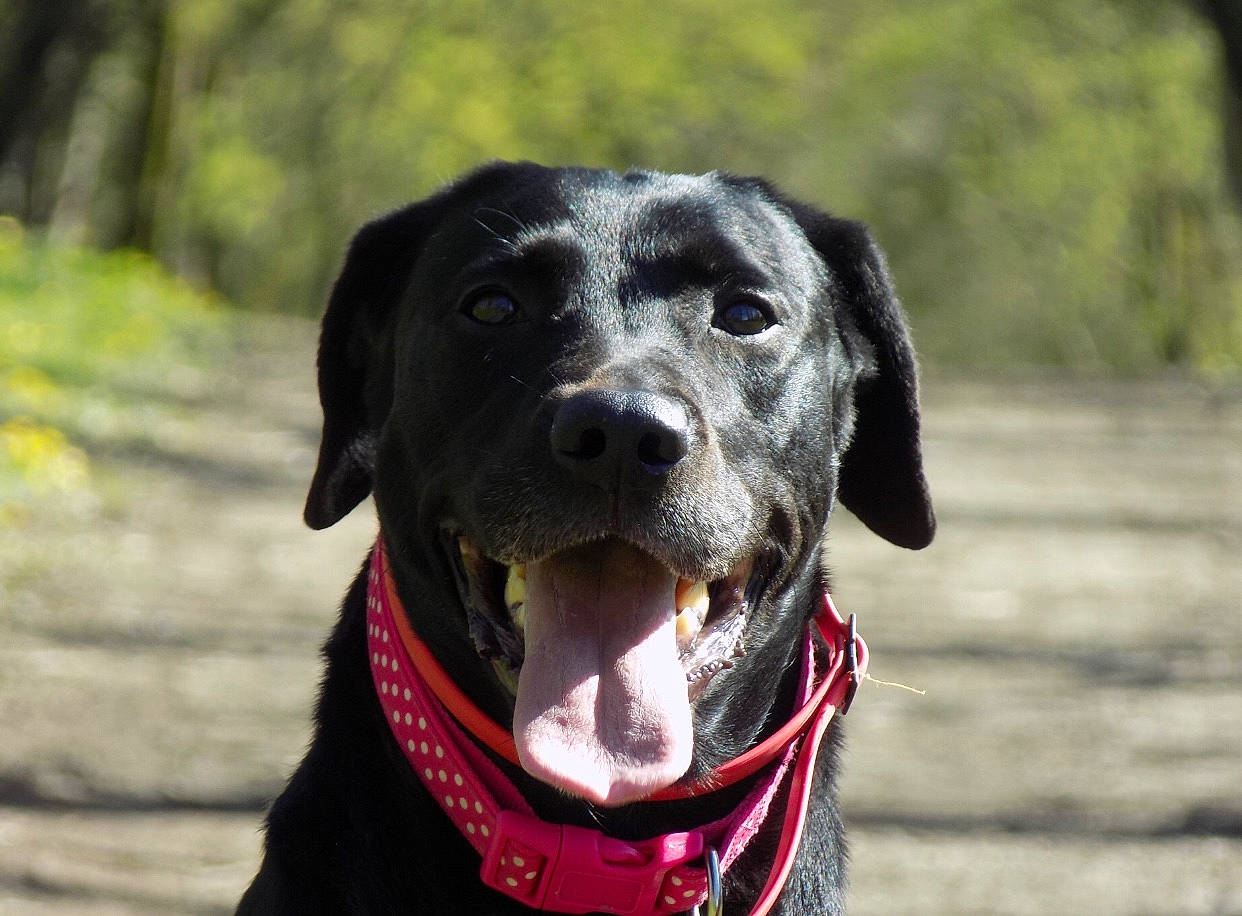 Kiara a rejoint le concours — aidez-le/la à gagner de superbes lots ! blue_lacy, canidae, carnivore, collar, dog, dog_breed, dog_collar, eurohound, german_shorthaired_pointer, hunting_dog, labrador_retriever, mammal, mountain_cur, plott_hound, pointer, pointing_breed, snout, sporting_group, vertebrate, whiskers