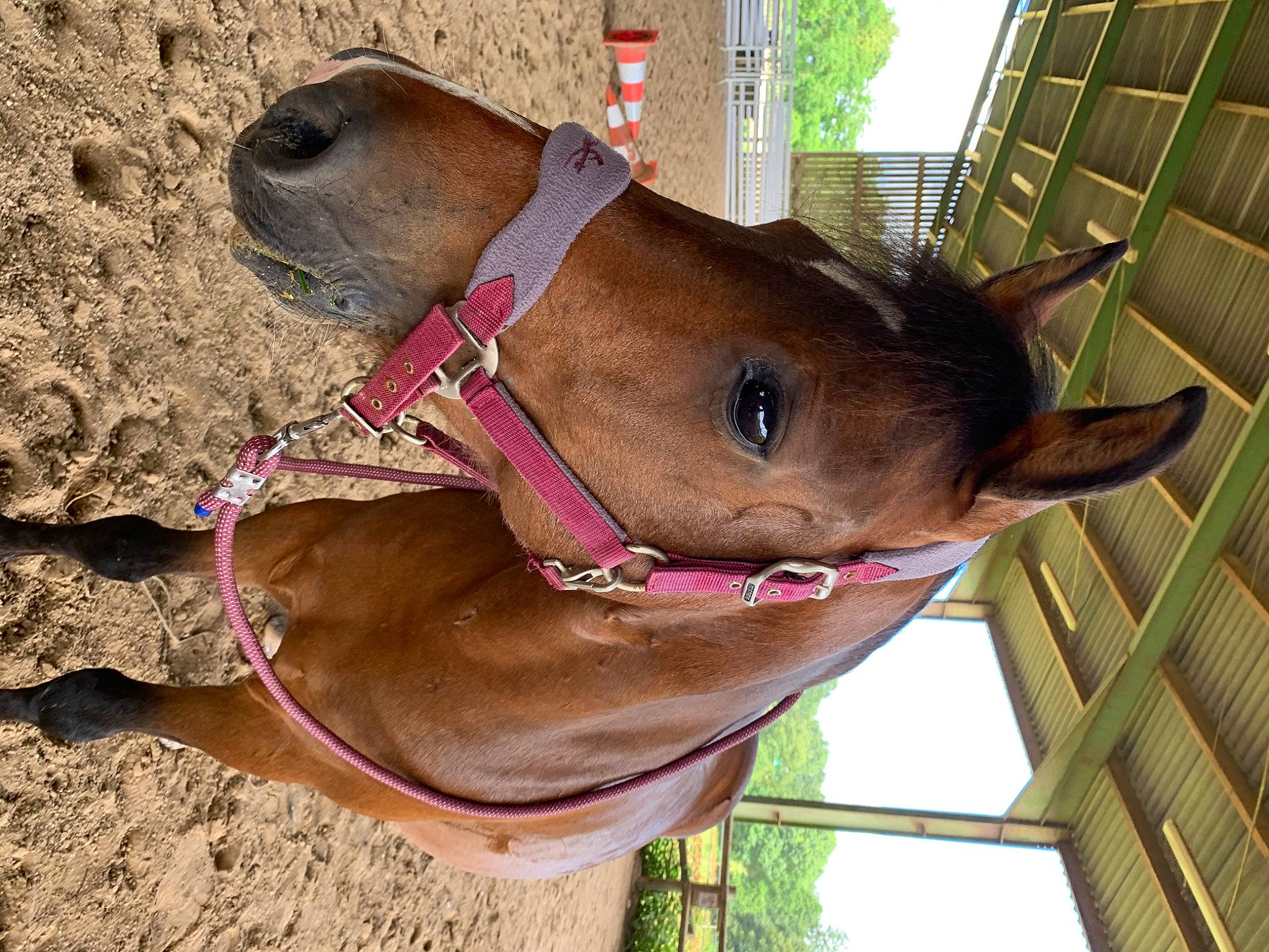 Vi Ail Py a rejoint le concours — aidez-le/la à gagner de superbes lots ! bridle, canidae, ear, fawn, halter, horse_tack, liver, nose, snout