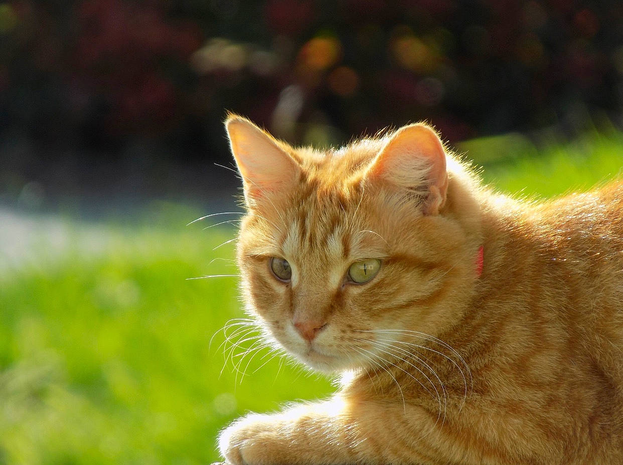 Tigrou participe au concours pour gagner de l'argent avec cette photo : aegean_cat, asian, carnivore, cat, domestic_short_haired_cat, european_shorthair, eye, fawn, felidae, fur, german_rex, grass, kitten, mammal, organism, small_to_medium_sized_cats, snout, tabby_cat, vertebrate, whiskers