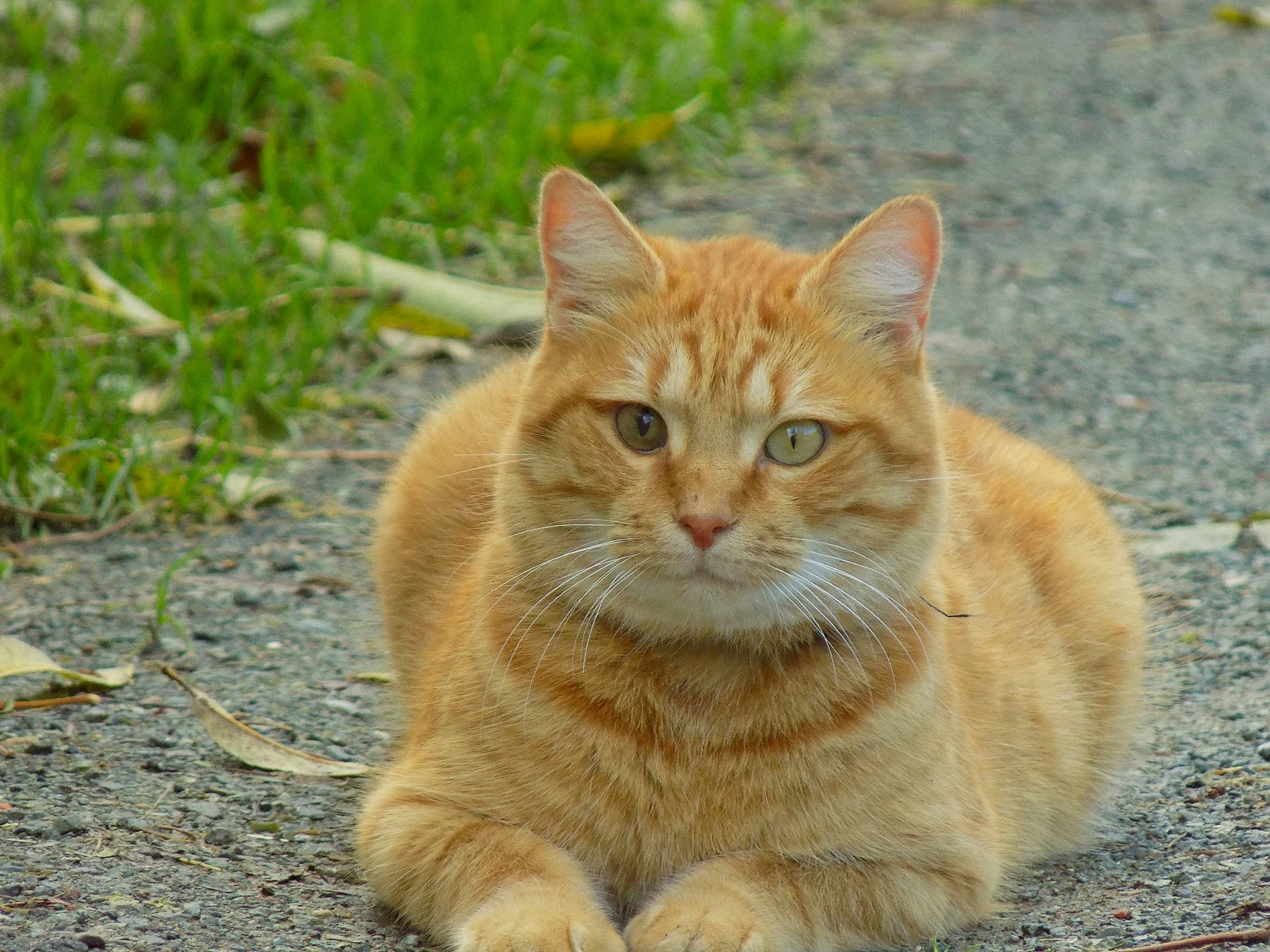 Tigrou a rejoint le concours — aidez-le/la à gagner de superbes lots ! aegean_cat, arabian_mau, asian, carnivore, cat, domestic_short_haired_cat, european_shorthair, fawn, felidae, german_rex, grass, mammal, organism, small_to_medium_sized_cats, snout, tabby_cat, vertebrate, whiskers, wild_cat, wildlife