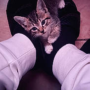 Chapo is registered to the contest to win money with this photo: kitten, cat, pet, animal, feet, socks, white_pants, floor, cozy, indoor, cute, small, feline, resting, looking_up, domestic, fur, whiskers, ears, paws