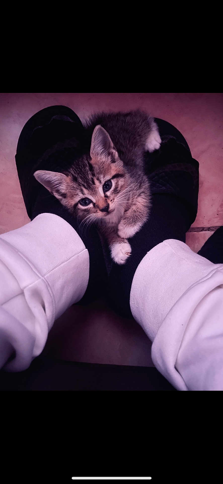 Chapo is registered to the contest to win money with this photo: kitten, cat, pet, animal, feet, socks, white_pants, floor, cozy, indoor, cute, small, feline, resting, looking_up, domestic, fur, whiskers, ears, paws