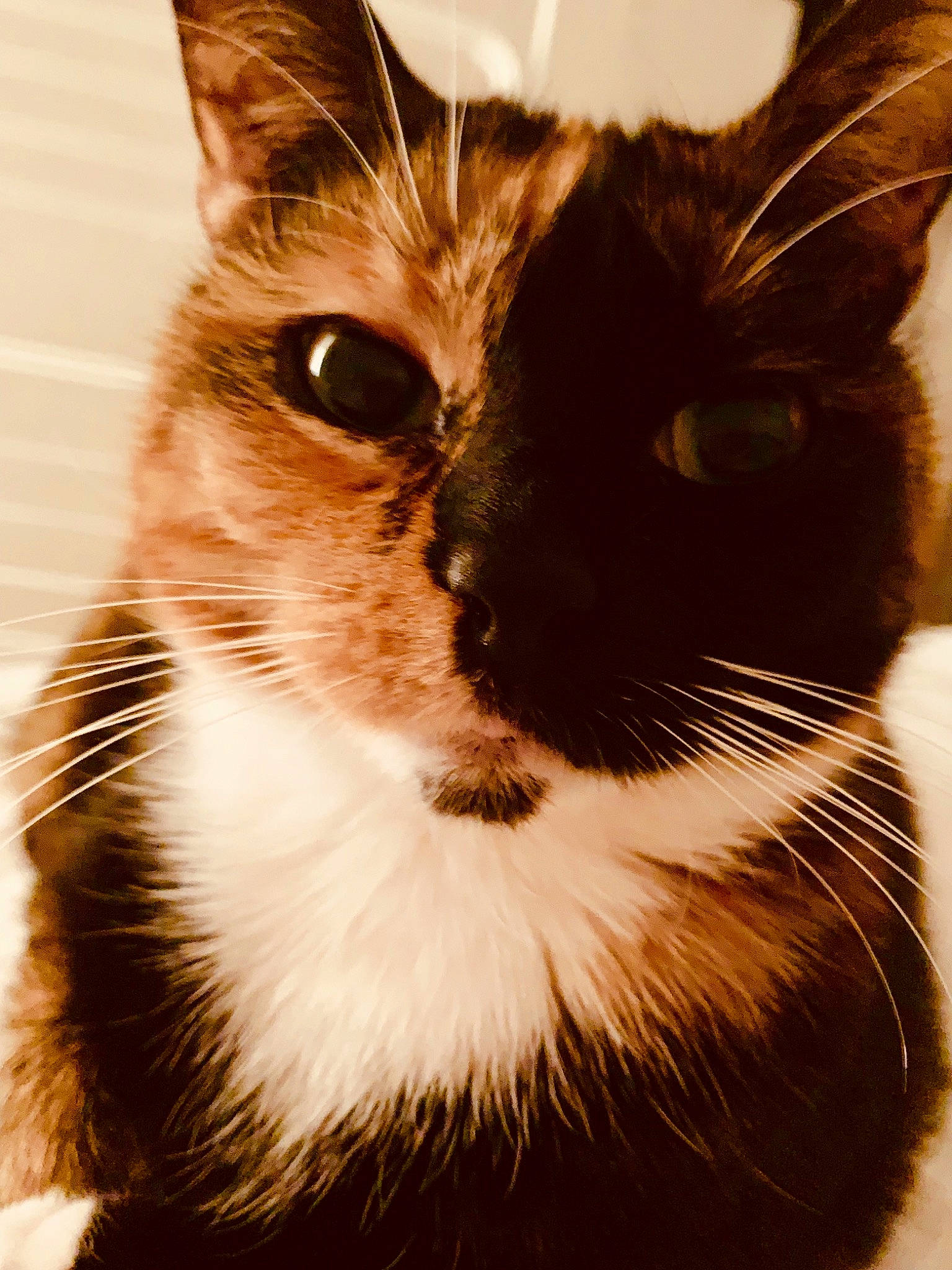 Milady participe au concours pour gagner de l'argent avec cette photo : american_wirehair, asian, carnivore, cat, close_up, ear, european_shorthair, eye, felidae, fur, kitten, nose, ojos_azules, small_to_medium_sized_cats, snout, whiskers