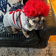 Linus is registered to the contest to win money with this photo: dog, french_bulldog, pet, pink_wig, costume, sweater, crocheted_clothing, red, white, leather_chair, indoor, sitting, portrait, animal, face, eyes, serious_expression, furniture, rug, funny