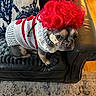 dog, french_bulldog, pet, pink_wig, costume, sweater, crocheted_clothing, red, white, leather_chair, indoor, sitting, portrait, animal, face, eyes, serious_expression, furniture, rug, funny