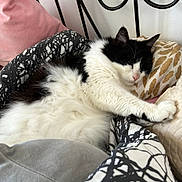 Milord a rejoint le concours — aidez-le/la à gagner de superbes lots ! cat, sleeping, black_and_white, fluffy, bed, pillow, blanket, indoor, cozy, resting, fur, pet, cute, relaxed, animal, domestic, feline, comfort, home, napping