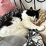 cat, sleeping, black_and_white, fluffy, bed, pillow, blanket, indoor, cozy, resting, fur, pet, cute, relaxed, animal, domestic, feline, comfort, home, napping