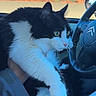 Milord participe au concours pour gagner de l'argent avec cette photo : cat, black_and_white, feline, pet, car_interior, steering_wheel, hand, window, outdoor, landscape, rocky, sky, clouds, animal, fur, alert, sitting, vehicle, travel, daytime