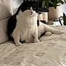 cat, black_and_white, indoor, pet, feline, fur, relaxed, bedspread, pattern, couch, plant, greenery, home, cozy, animal, cute, domestic, whiskers, ears, sitting