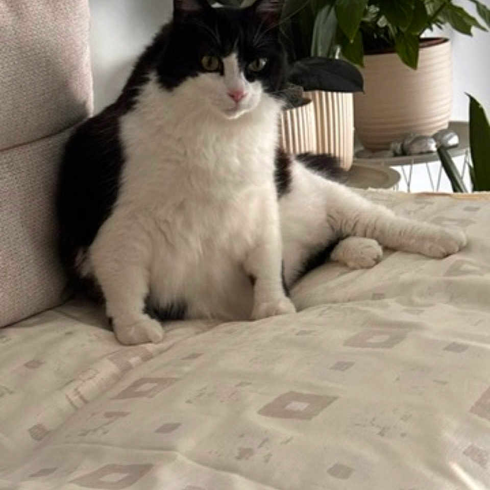 Milord participe au concours pour gagner de l'argent avec cette photo : cat, black_and_white, indoor, pet, feline, fur, relaxed, bedspread, pattern, couch, plant, greenery, home, cozy, animal, cute, domestic, whiskers, ears, sitting