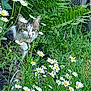 cat, tabby_cat, flowers, daisies, greenery, garden, plants, nature, outdoor, ferns, foliage, animal, pet, wildlife, spring, summer, flora, fauna, curious, sitting