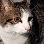 cat, tabby, close_up, whiskers, fur, golden_eyes, pet, animal, curious, indoor, mammal, portrait, feline, face, nose, ear, white_fur, brown_fur, looking, domestic_cat