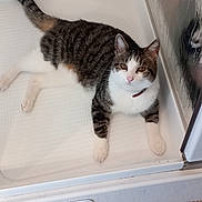 Guyzmo a rejoint le concours — aidez-le/la à gagner de superbes lots ! cat, tabby, white_paws, white_chest, shower_stall, glass_door, reflection, curious, relaxed, pet, indoor, floor_tiles, collar, fur, whiskers, ears, tail, animal, looking, resting