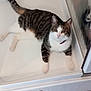 cat, tabby, white_paws, white_chest, shower_stall, glass_door, reflection, curious, relaxed, pet, indoor, floor_tiles, collar, fur, whiskers, ears, tail, animal, looking, resting