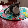 cat, tabby, indoor, table, tablecloth, pattern, fruit, mat, relaxed, pet, animal, feline, chair, wooden_furniture, domestic, cute, resting, looking_at_camera, cozy, home