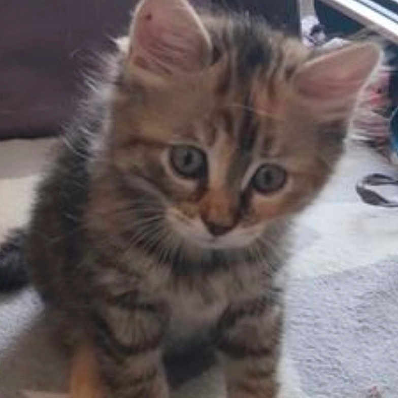 Nala a rejoint le concours — aidez-le/la à gagner de superbes lots ! kitten, cat, pet, feline, young, fluffy, curious, indoor, carpet, pattern, cute, animal, domestic, small, sitting, whiskers, ears, fur, eyes, home