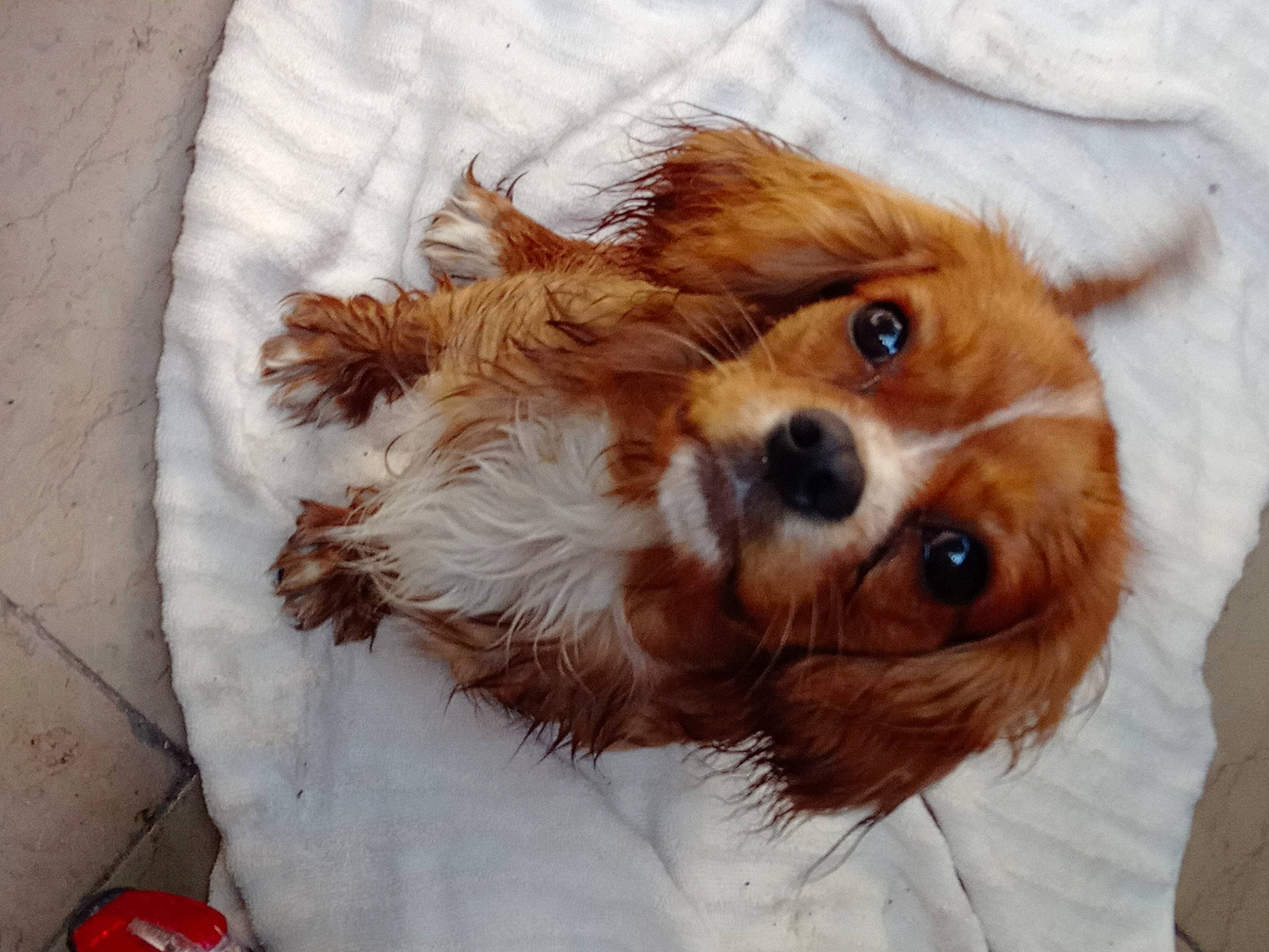 Toby participe au concours pour gagner de l'argent avec cette photo : canidae, carnivore, cavalier_king_charles_spaniel, companion_dog, dog, dog_breed, fawn, fur, linens, liver, puppy, snout, snow, spaniel, sporting_group, toy, toy_dog, volpino_italiano, whiskers, working_animal