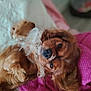 adorable, animal, blanket, brown_dog, canine, companion, cozy, cute, dog, fluffy, fur, home, indoor, lying_down, pet, pink_fabric, relaxed, resting, sleepy, soft_texture