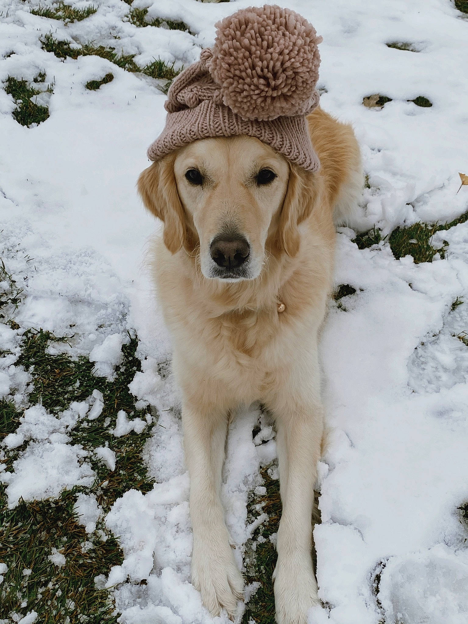 Jersey is registered to the contest to win money with this photo: beige, brown, canidae, carnivore, companion_dog, dog, dog_breed, fawn, freezing, frost, fur, ice, mammal, playing_in_the_snow, precipitation, snout, snow, sporting_group, vertebrate, winter