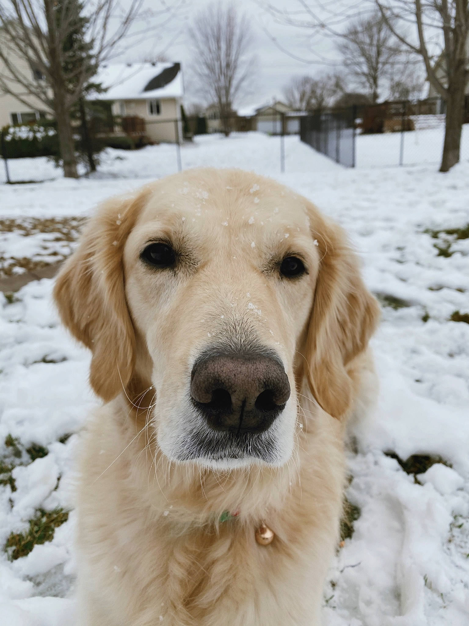 Jersey joined the competition — help win amazing prizes! beige, canidae, carnivore, companion_dog, dog, dog_breed, fawn, freezing, fur, golden_retriever, iris, mammal, precipitation, retriever, snout, snow, sporting_group, whiskers, winter, working_animal