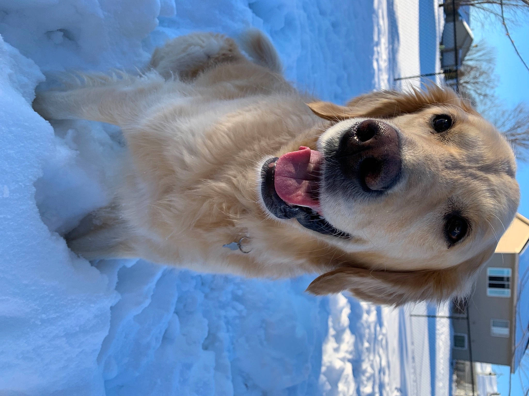 Jersey joined the competition — help win amazing prizes! canidae, carnivore, collar, companion_dog, dog, dog_breed, fawn, freezing, fur, ice, ice_cap, playing_in_the_snow, precipitation, snout, snow, sporting_group, vertebrate, whiskers, winter, working_animal
