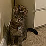 Molly is registered to the contest to win money with this photo: animal, bin, cabinet, carpet, cat, collar, corner, curious, domestic, ears, feline, floor, gray_tabby, green_eyes, indoor, papers, pet, tag, tail, whiskers