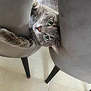 Molly joined the competition — help win amazing prizes! animal, cat, chair, close_up, cozy, curious, floor, furniture, gray_cat, green_eyes, home, indoor, legs, peeking, pet, playful, soft_light, tabby, tile_floor, whiskers