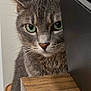 animal, cat, close_up, curious, domestic_cat, ear, face, feline, fur, gray_cat, green_eyes, household, indoor, looking, muzzle, peeking, pet, tabby, whiskers, wooden_surface