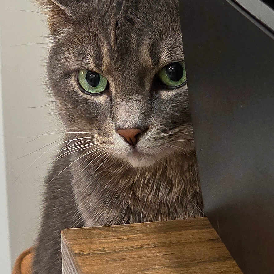 Molly is registered to the contest to win money with this photo: animal, cat, close_up, curious, domestic_cat, ear, face, feline, fur, gray_cat, green_eyes, household, indoor, looking, muzzle, peeking, pet, tabby, whiskers, wooden_surface