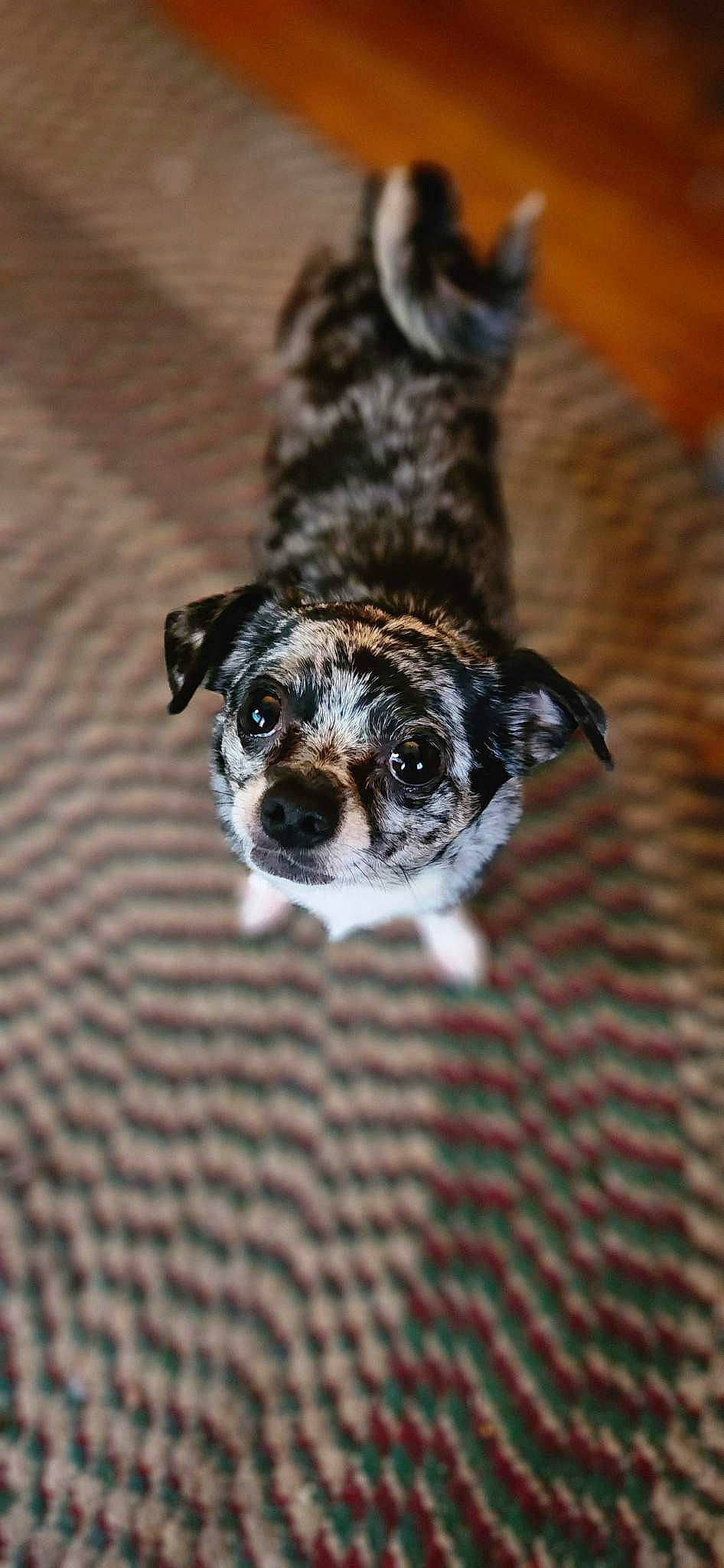 Pongo joined the competition — help win amazing prizes! australian_cattle_dog, canidae, carnivore, companion_dog, dog, dog_breed, fawn, fur, koolie, non_sporting_group, paw, snout, sporting_group, street_dog, terrestrial_animal, terrier, toy_dog, whiskers, working_animal, working_dog