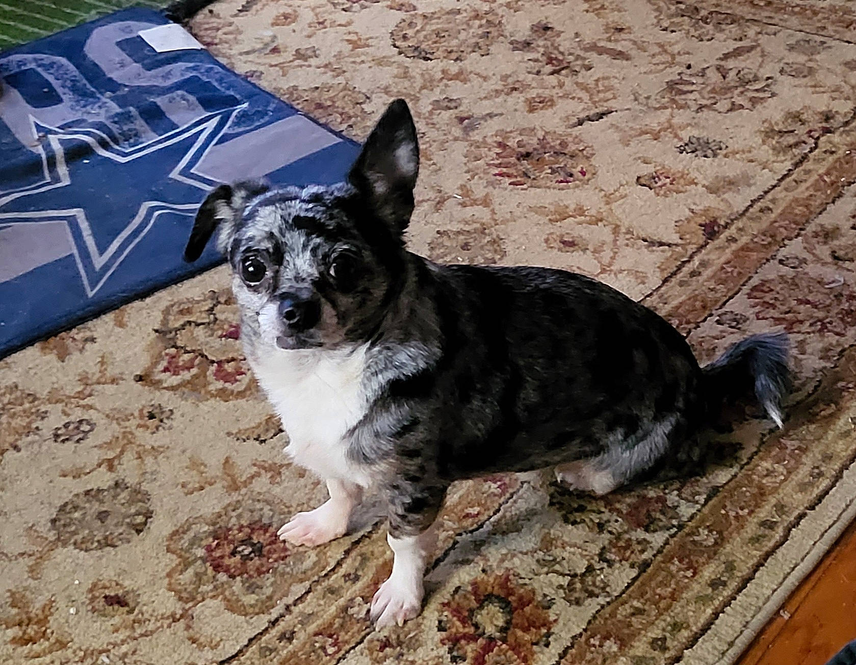 Pongo is registered to the contest to win money with this photo: canidae, carnivore, companion_dog, dog, dog_breed, non_sporting_group, soil, sporting_group, tail, terrestrial_animal, toy_dog, whiskers, working_animal, working_dog