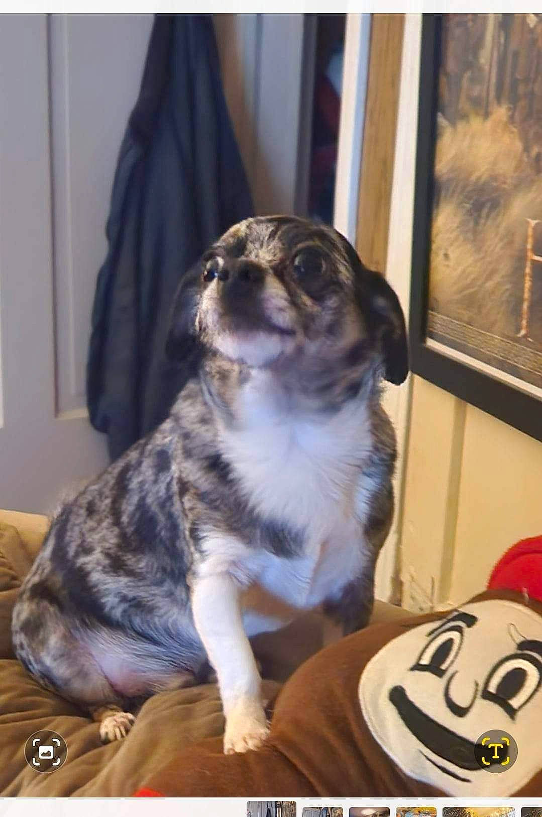 Pongo is registered to the contest to win money with this photo: carnivore, companion_dog, dog, dog_breed, door, felidae, fur, logo, photo_caption, picture_frame, room, small_to_medium_sized_cats, snout, sporting_group, tail, terrestrial_animal, toy, whiskers