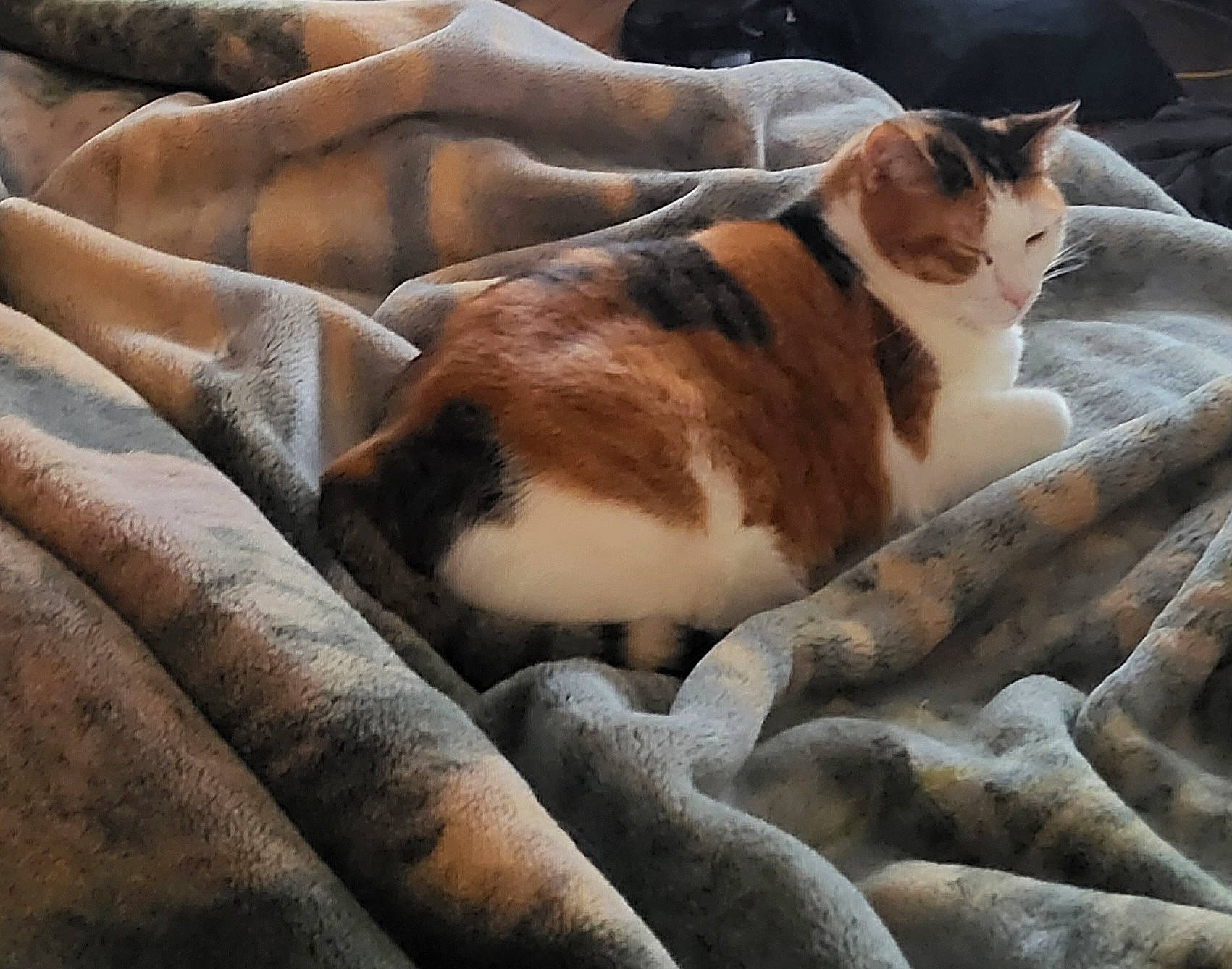 Kitkat joined the competition — help win amazing prizes! carnivore, cat, comfort, domestic_short_haired_cat, fawn, felidae, fur, human_leg, mammal, nap, paw, small_to_medium_sized_cats, snout, tail, terrestrial_animal, tree, vertebrate, whiskers, window, wood