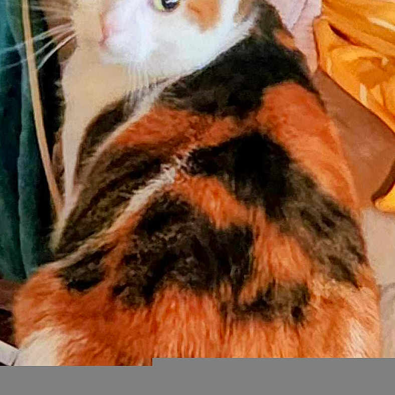 Kitkat