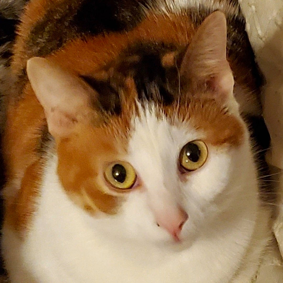 Kitkat joined the competition — help win amazing prizes! carnivore, cat, domestic_short_haired_cat, door, ear, felidae, fur, small_to_medium_sized_cats, snout, whiskers, window