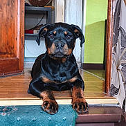 Ava participe au concours pour gagner de l'argent avec cette photo : rottweiler, puppy, dog, indoor, carpet, doorway, wooden_floor, paw, black_and_tan, pet, animal, portrait, resting, young_dog, house, furniture, wall, floor, cute, domestic