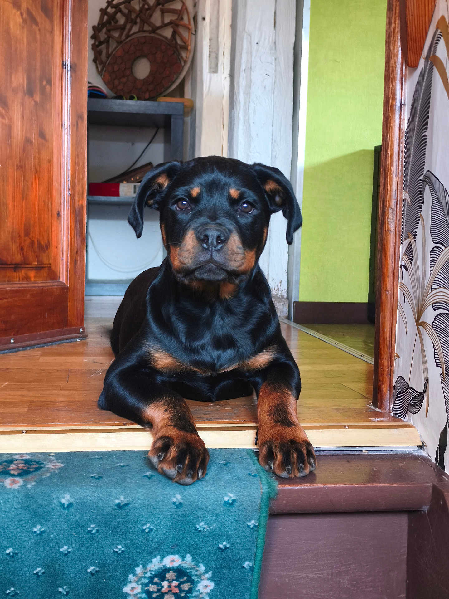 Ava participe au concours pour gagner de l'argent avec cette photo : rottweiler, puppy, dog, indoor, carpet, doorway, wooden_floor, paw, black_and_tan, pet, animal, portrait, resting, young_dog, house, furniture, wall, floor, cute, domestic