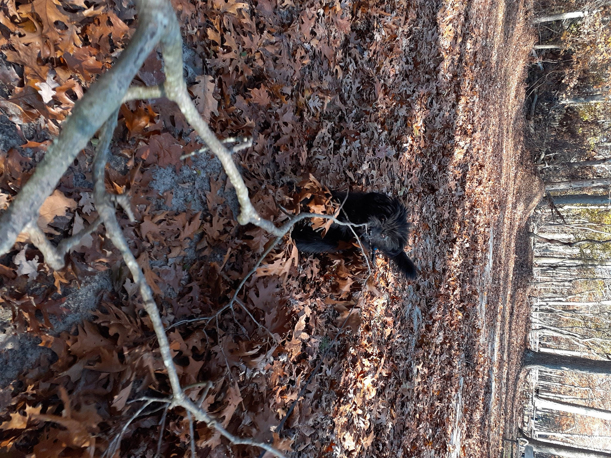 Chewy Chewbacca is registered to the contest to win money with this photo: branch, deciduous, forest, grass, insect, metal, northern_hardwood_forest, pest, plant, plant_stem, root, shadow, soil, terrestrial_animal, tree, trunk, twig, wildlife, wood, woodland