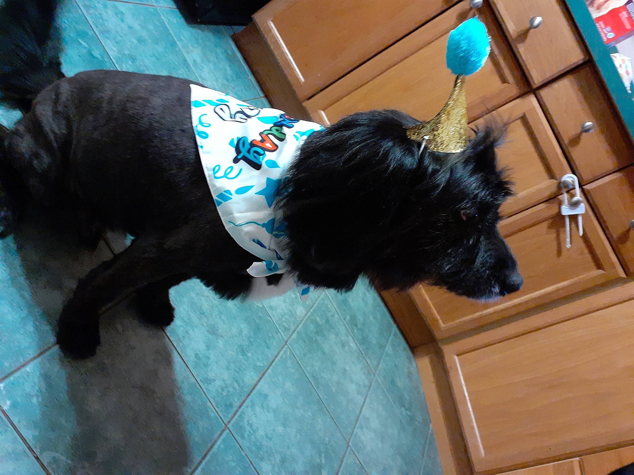 Chewy Chewbacca is registered to the contest to win money with this photo: canidae, carnivore, collar, companion_dog, dog, dog_breed, dog_collar, dog_supply, electric_blue, fashion_accessory, flooring, fur, mammal, pet_supply, snout, sporting_group, tail, toy_dog, vertebrate, working_animal