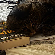 Caeser is registered to the contest to win money with this photo: bed, blanket, book, cat, close_up, cozy, fur, head, indoor, notebook, pages, paperback_book, pet, purse, resting, sleeping, strap, tabby_cat, whiskers, zipper