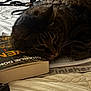 bed, blanket, book, cat, close_up, cozy, fur, head, indoor, notebook, pages, paperback_book, pet, purse, resting, sleeping, strap, tabby_cat, whiskers, zipper