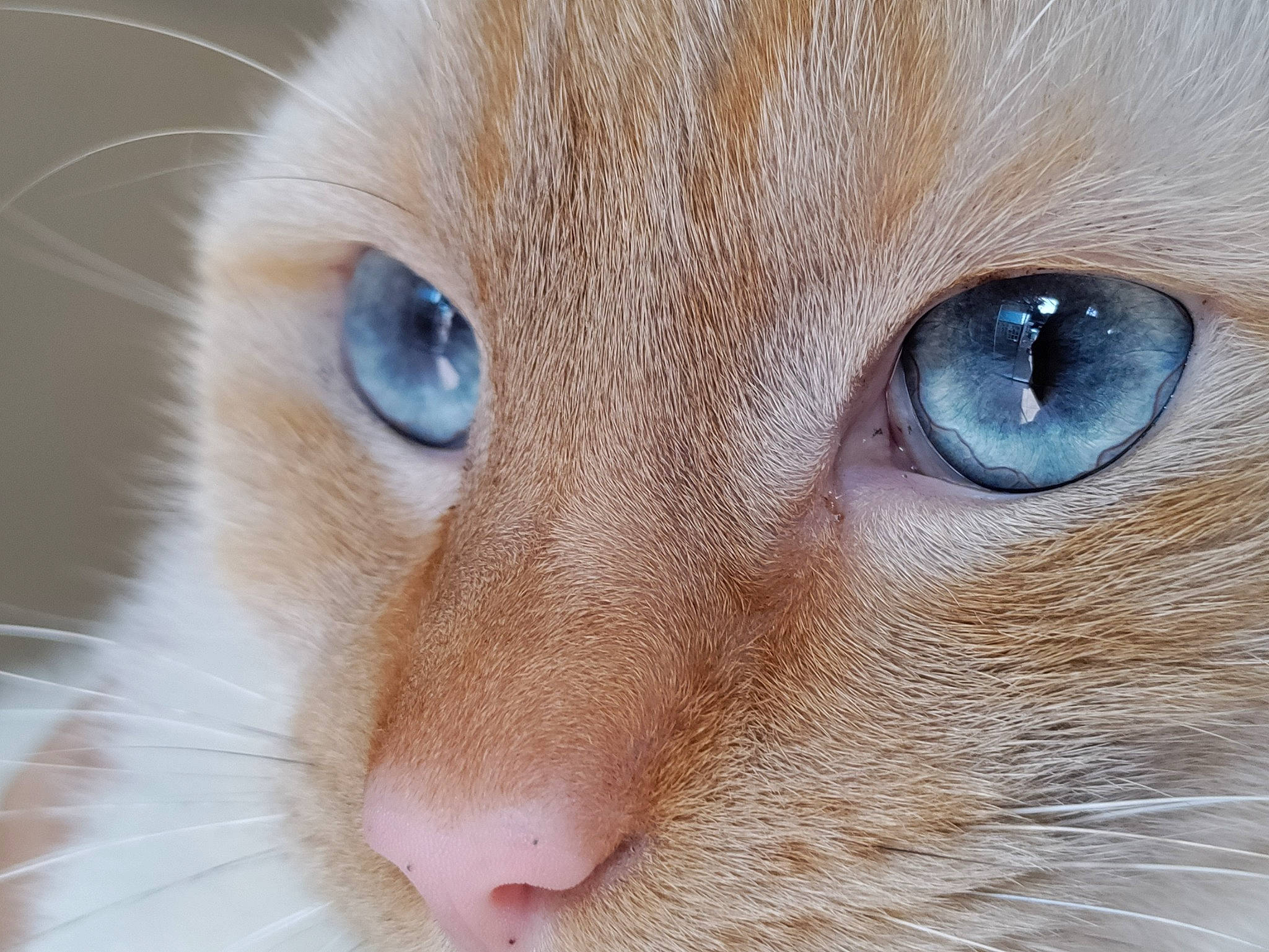 Yuki joined the competition — help win amazing prizes! carnivore, cat, close_up, curious, domestic_short_haired_cat, electric_blue, fawn, felidae, fur, iris, small_to_medium_sized_cats, snout, terrestrial_animal, whiskers, white