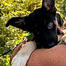 Nahla is registered to the contest to win money with this photo: affection, animal, arms, black_and_white, blue_eyes, bokeh, close_up, cute, dog, greenery, holding, leash, nature, outdoor, person, pet, portrait, puppy, sunlight, young_dog