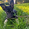 Nahla joined the competition — help win amazing prizes! animal, backyard, canine, closeup, collar, cute, daytime, dog, ears, eyes, grass, greenery, leash, nature, outdoor, pet, playful, puppy, sunlight, young_dog